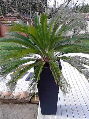 CYCAS.jpg