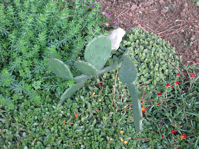IMG_0493.JPG