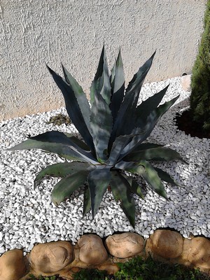 AGAVE.jpg