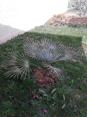 CHAMAEROPS HUMILIS.jpg