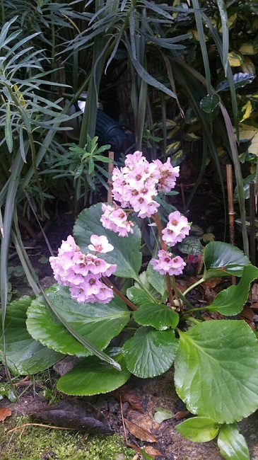 Bergenia 10012016.jpg