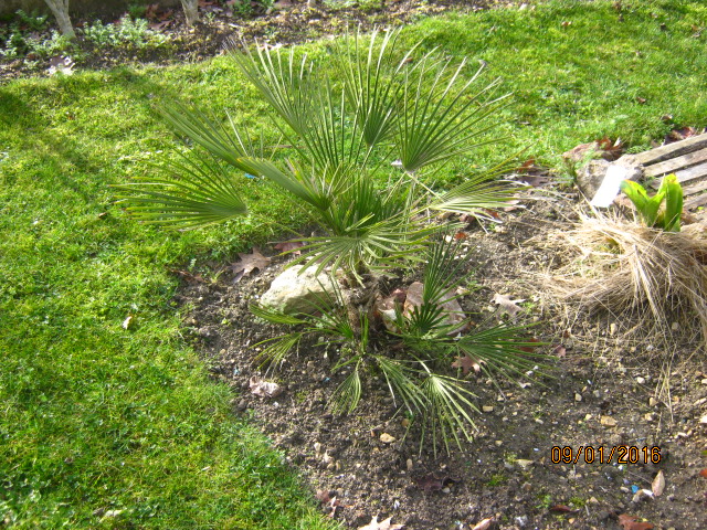 chamaerops humilis