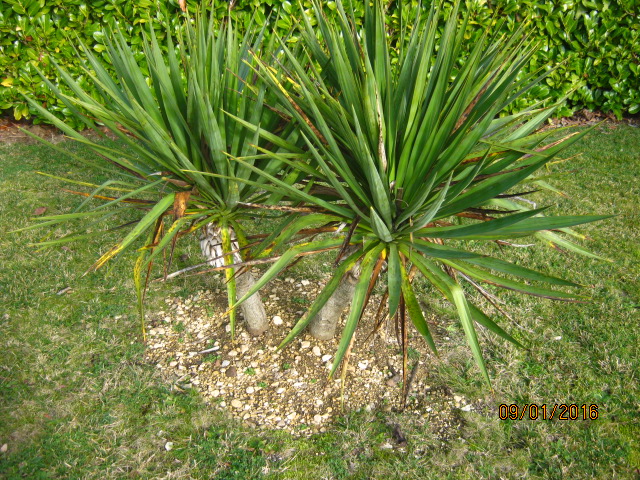 yucca gloriosa