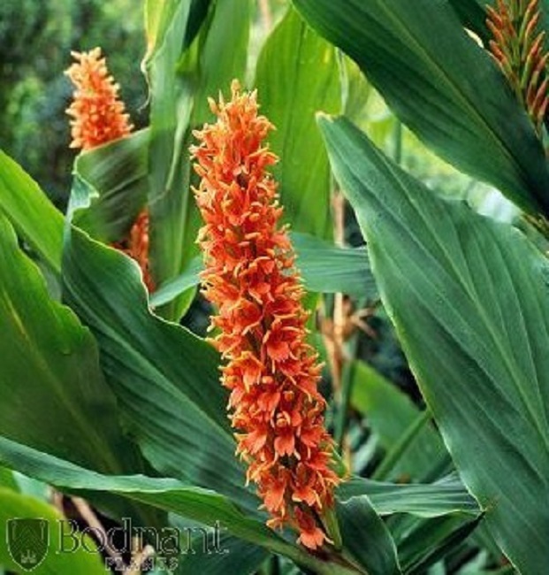 hedychium_assam_orange.jpg