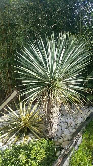 Janvier exotique.jpg