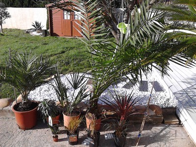 COMMANDE MYPALMSHOP.jpg