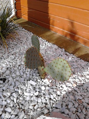 OPUNTIA.jpg