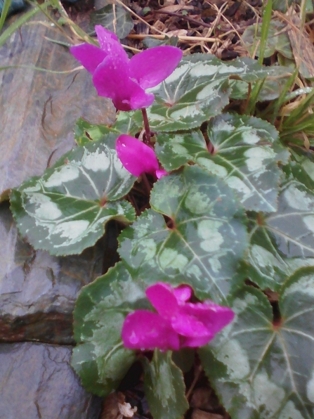 Begonia en fleurs