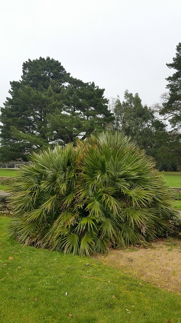 Chamaerops humilis 2 GB janv 2016.jpg
