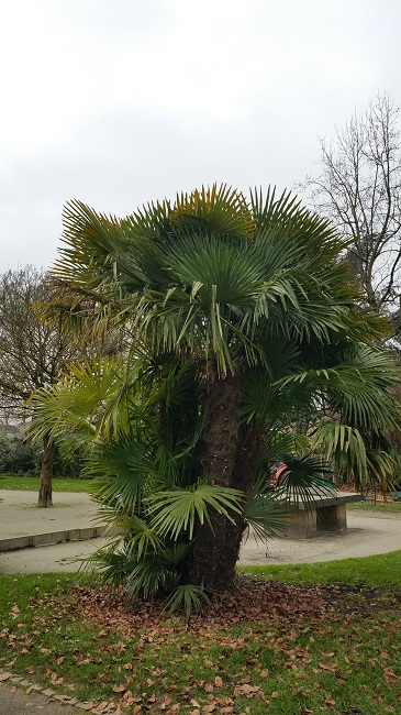 Trachycarpus fortunei groupe GB janv 2016.jpg