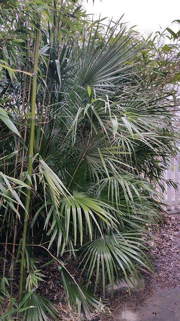 Chamaerops humilis BG janv 2016.jpg