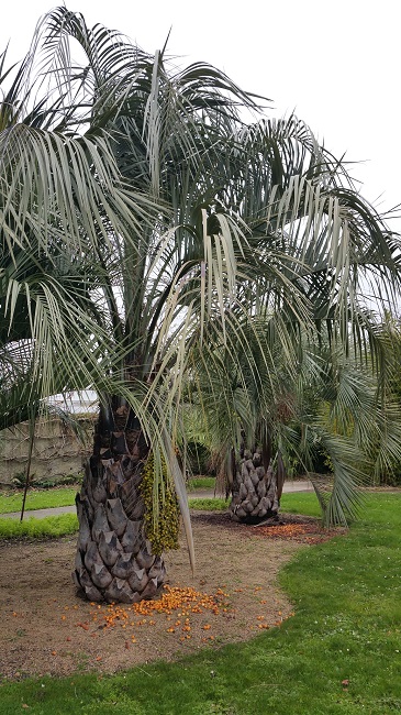 Butia capitata GB janv 2016.jpg