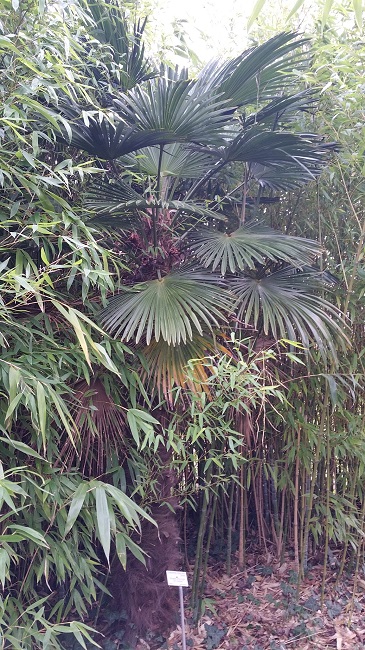 Trachycarpus wagnerianus BG janv 2016.jpg