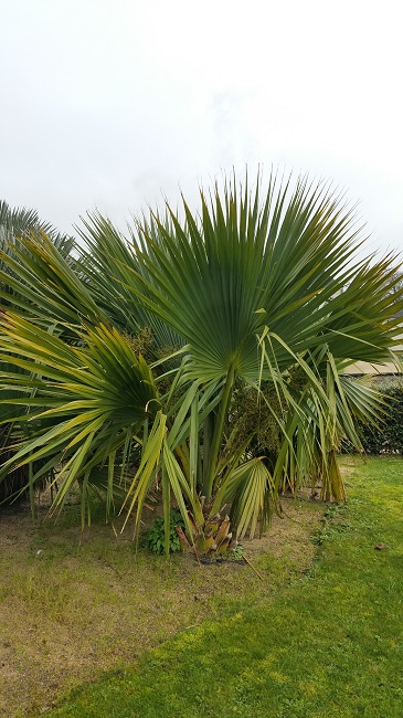 Sabal minor GB janv 2016.jpg
