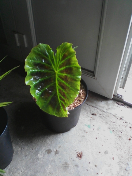 colocasia imperial gigante