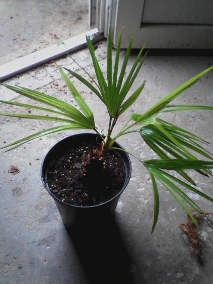 brahea dulcis blue ( jeune donc encore vert )