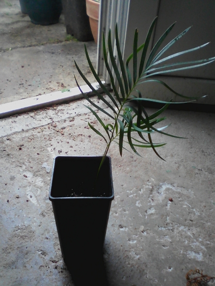 cycas panzhihuanensis