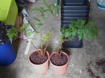 et hop 2 cyathea australis :)