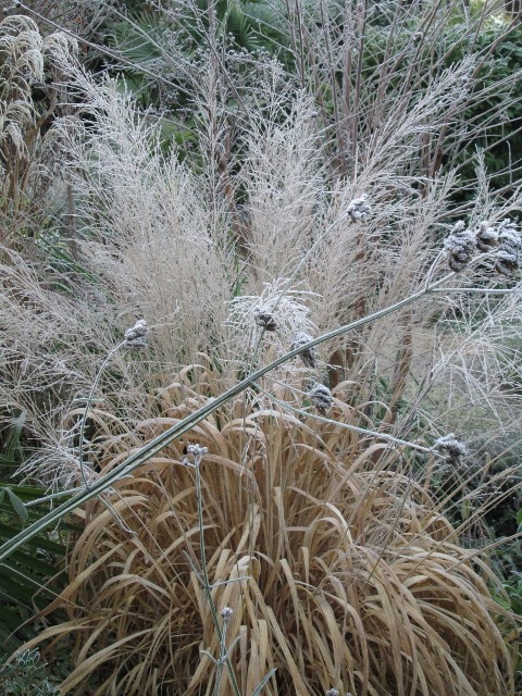 photos jardin 010 (480x640).jpg