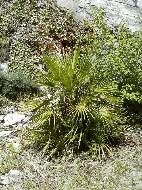 C. Humilis, Martigny