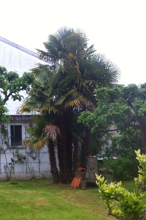 Trachycarpus bouquet mai 2015.PNG
