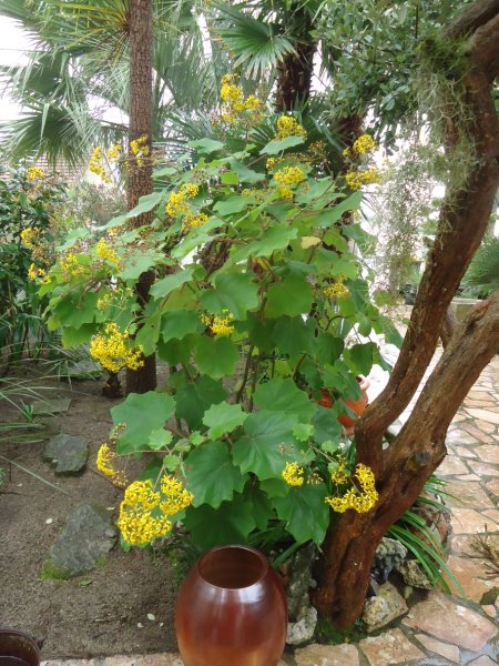 Senecio petasitis inflo