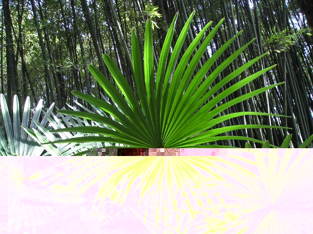 Candidat n°4 Photo A Trachycarpus fortunei Palme Parfaite.JPG