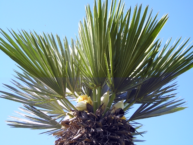 Candidat n°4 Photo B Soleil Végétal.JPG