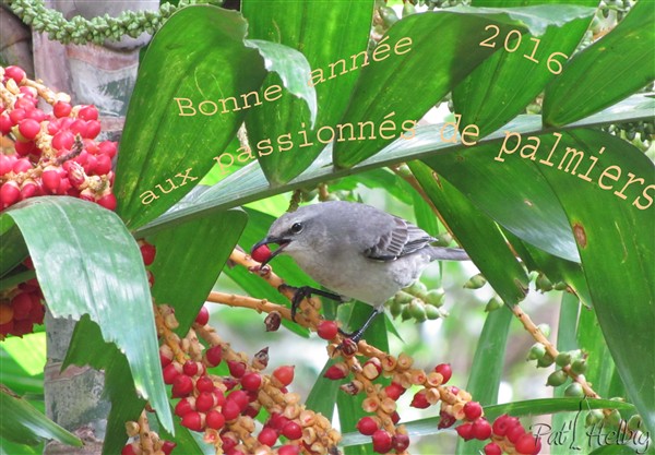 Le pipiri raffole des fruits du Ptychosperma microcarpum.jpg