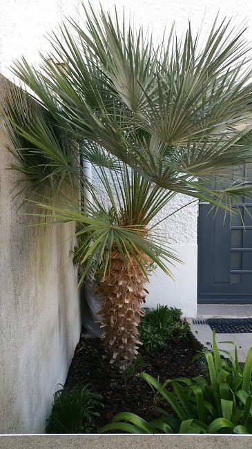 Chamaerops mono stipe 2.jpg