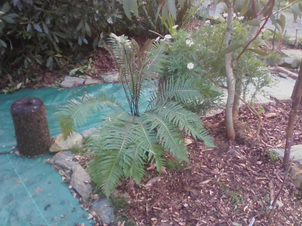 Blechnum nudum