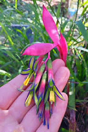 Bilbergia nutans.png