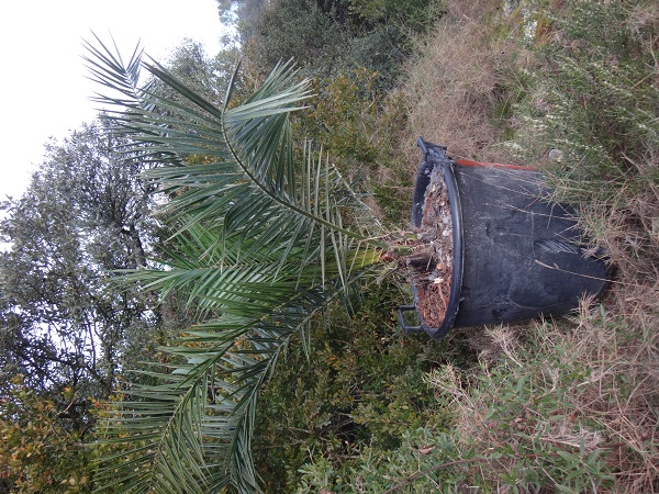 Phoenix, certainement mais hésitation entre canariensis et théo.