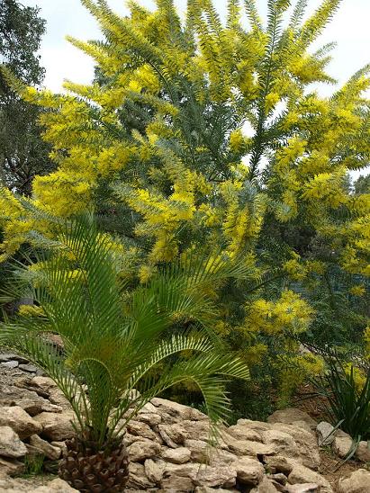 Macrozamia moorei et Acacia covenyi