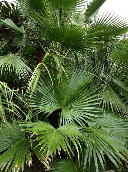 Livistona chinensis et Washingtonia