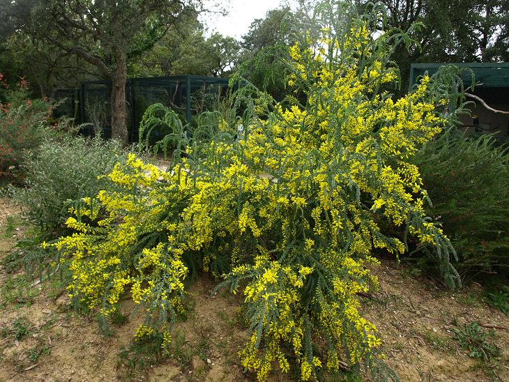 Acacia vestita