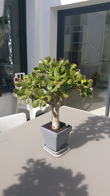 crassula bonzai.jpg