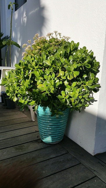 Crassula ovata décembre 2015.jpg