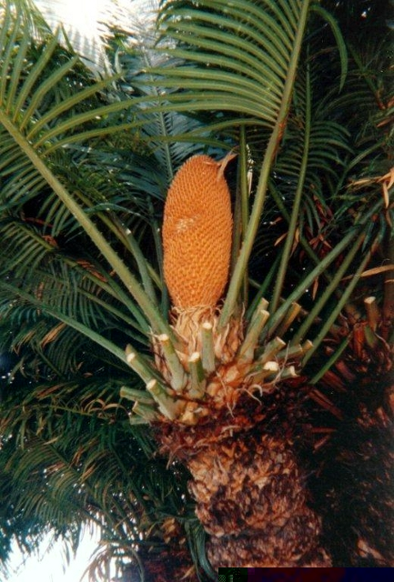 Canditat n°1 Photo B Cycas sp. Martinique St Pierre.jpg