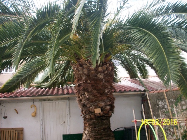 Palmier-100_1991.jpg
