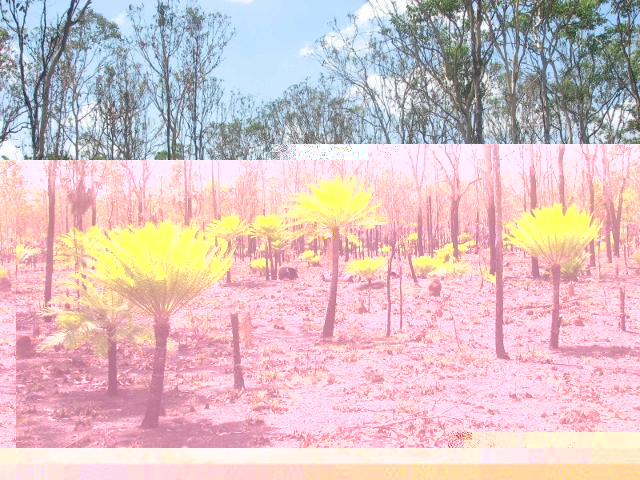 Candidat n°2 Photo A Cycas après l'incendie dans le Bush Australien.jpg