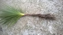 cordyline déterrée.jpg