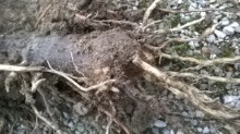 extrémité cordyline.jpg
