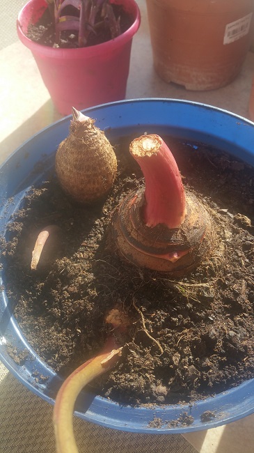 Colocasia 2015 en 2016.jpg