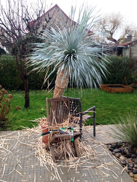 yucca rostrata1.jpg