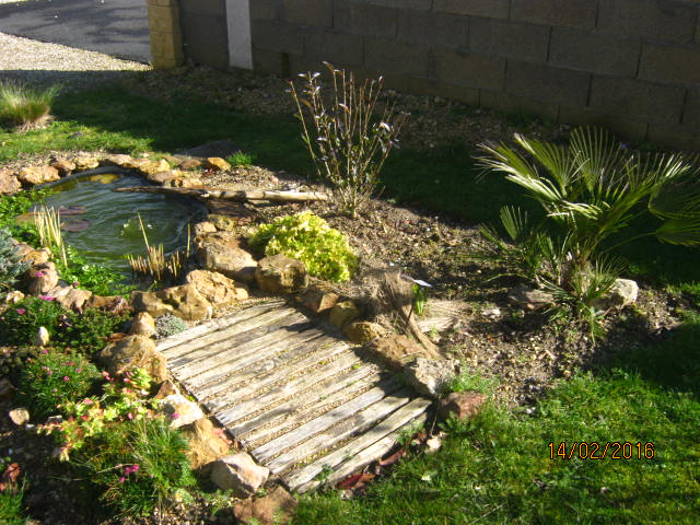 le bassin avec le chamaerops humilis