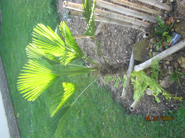 le trachycarpus wagnerianus