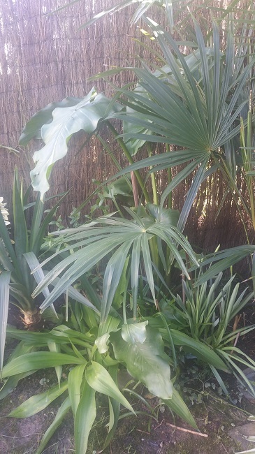 jardin d'hiver 2 1522016.jpg