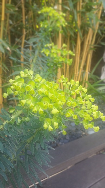 jardin d'hiver 3 15022016.jpg
