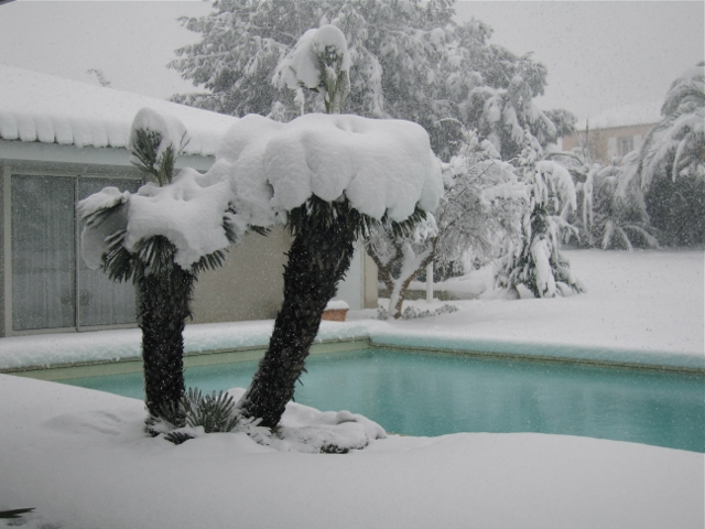 Candidat n°4 Photo B Trithrinax campestrix sous la neige Cabestany.JPG